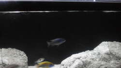 Besatz im Aquarium Brauche Hilfe bei Besatzung