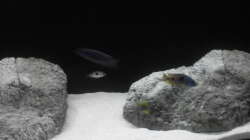 Besatz im Aquarium Brauche Hilfe bei Besatzung