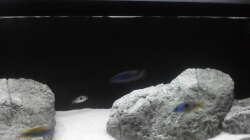 Besatz im Aquarium Brauche Hilfe bei Besatzung