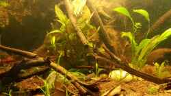 Pflanzen im Aquarium Kleines Amazonas Biotop