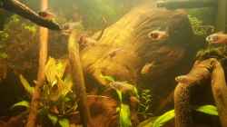 Besatz im Aquarium Kleines Amazonas Biotop