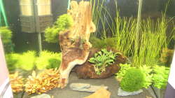 Aquarium Stars of three contintents