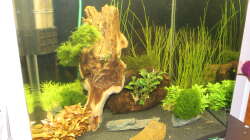 Aquarium Stars of three contintents