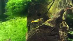 Rillis mit Nachwuchs