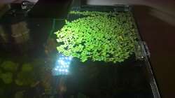 Eingrenzung des Schwimmfarns, siehe Update 09.01.2019