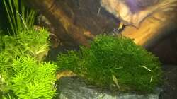 Dimininutus mit Sakura