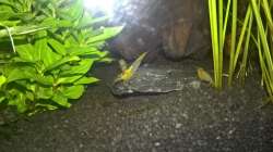 Besatz im Aquarium Stars of three contintents