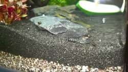 Dimininutus mit Amanos