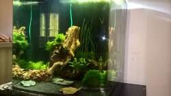 Aquarium Stars of three contintents