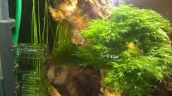 Besatz im Aquarium Stars of three contintents