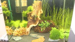 Aquarium Stars of three contintents