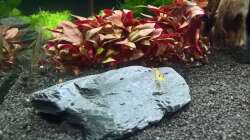 Sakura und Amano machen Augen