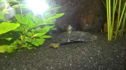 Besatz im Aquarium Stars of three contintents