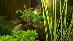 Pflanzen im Aquarium Stars of three contintents