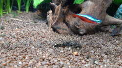 Antennenwels Nachwuchs