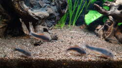 Corydoras-Gruppe