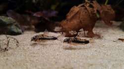 Corydoras habrosus