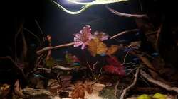 Aquarium Keep It Simple