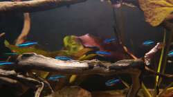 Besatz im Aquarium Keep It Simple