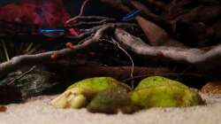 Besatz im Aquarium Keep It Simple
