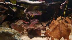Dekoration im Aquarium Keep It Simple