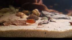 Corydoras habrosus