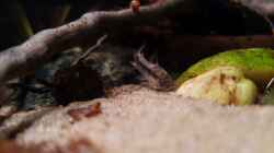 Corydoras habrosus