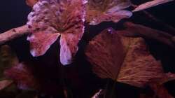 Roter Tigerlotus