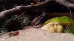 Corydoras habrosus