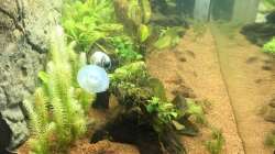 Nach Wasserwechsel 2 (4 Wochen)