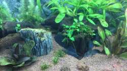 Nach Wasserwechsel 2 (4 Wochen)