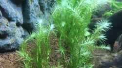 Mayaca fluviatilis wächst sehr gut 