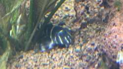 L204 - L204 - Ringelsocken Harnischwels 