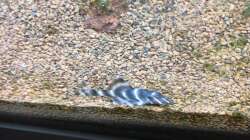 L204 - Ringelsocken Harnischwels 