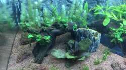 Nach Wasserwechsel 2 (4 Wochen)