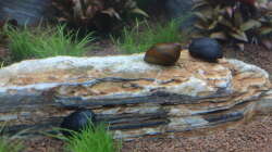 O-Ring Rennschnecke + 2 Napfschnecken