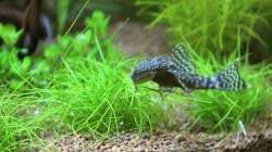 Blauer Antennenwels M