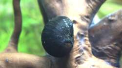 1 von 3 Napfschnecken