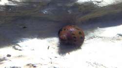 1 von 2 O-Ring Rennschnecken