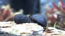 2 von 3 Napfschnecken