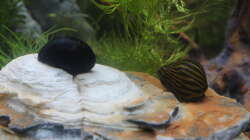Napfschnecke + Zebrarennschnecke