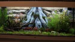 Aquarium Forward To Nature