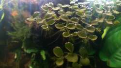 Pflanzen im Aquarium Wurzel Versteck