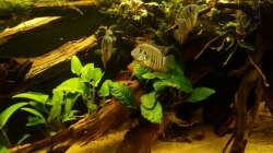 Besatz im Aquarium Wurzel Versteck