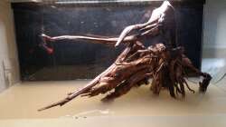 Aquarium Wurzel Versteck