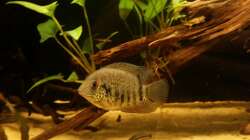 Besatz im Aquarium Wurzel Versteck