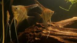 Besatz im Aquarium Wurzel Versteck