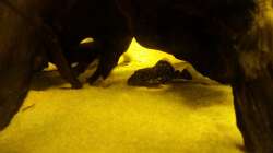 Besatz im Aquarium Wurzel Versteck