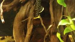 Besatz im Aquarium Wurzel Versteck