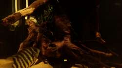 Besatz im Aquarium Wurzel Versteck